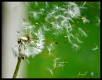 dandelion