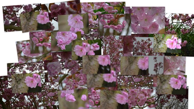 Cherry blossom c2